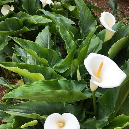 Apartmán Sarajevo *