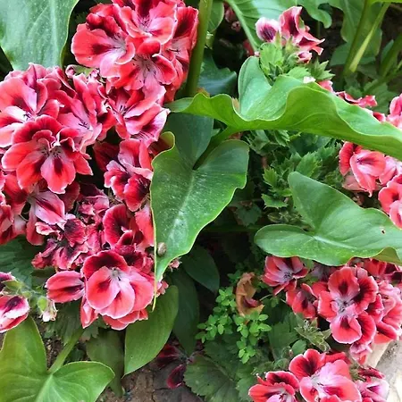 Sarajevo Apartmán Vodice