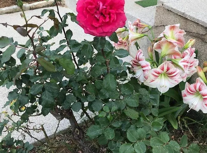 Apartman Sarajevo Vodice