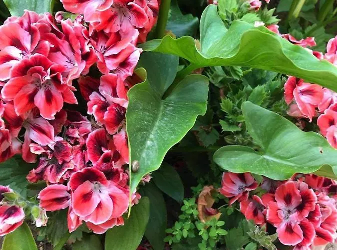 Sarajevo Apartman Vodice